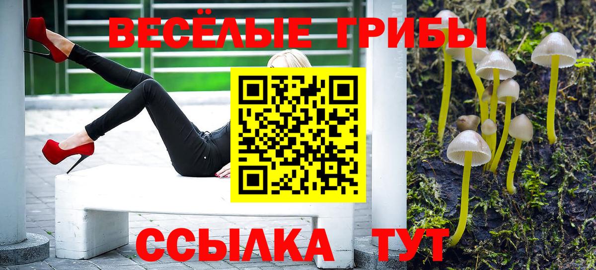 Галлюциногенные грибы Psilocybe Новочебоксарск